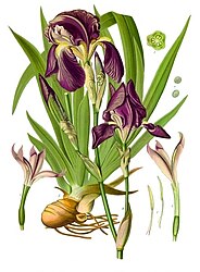 Iris germanica L.