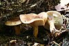 Lactarius subdulcis