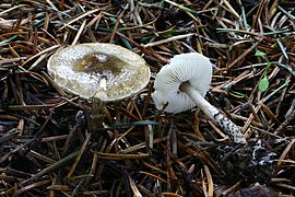 Lepiota felina