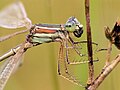 male eating