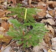 Lycopodium dendroideum.