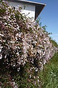 Madeira - Machico - jasmine hedge (32761641653).jpg