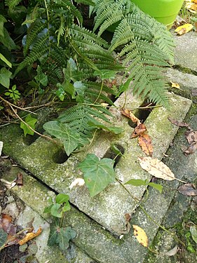 Manhole cover in an overgrown garden