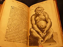 Nicolaes Tulps originalillustration från 1641 av en chimpans, som Hoppius utgick ifrån när han skapade bilden av Satyrus.