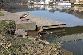 Nilgänse an der Mosel.jpg