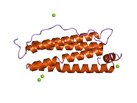 Image illustrative de l’article Ferritine