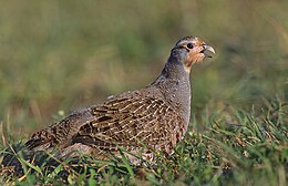 Pilkoji kurapka (Perdix perdix)