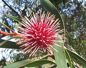 Hakea laurina