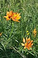 Prevesc (lilium bulbiferum) sun Costamula a Urtijëi.