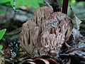 Ramaria rubripermanens