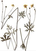 Ranunculus polyanthemoides