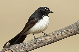 Rhipidura leucophrys - Glen Davis