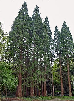 Óriás mamutfenyő (Sequoiadendron giganteum)