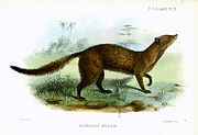 Drawing of brown mongoose