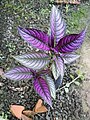 Strobilanthes auriculatus var. dyeriana (181229-1798)