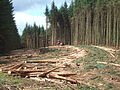 In the South of the Park, timber harvesting is integral to management of Kielder Forest.