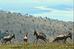 Topi in Akagera National Park.jpg