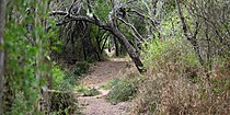 Trail through mature thornscrub forest in Santa Ana National Wildlife Refuge, Hidalgo County, Texas (14 April 2016).