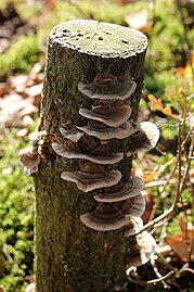 Onbekende paddenstoel in de Kampina (1 november)