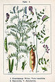 1: V. cracca var. tenuifolia