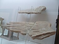 來自蒂尼蘇特保護區的獅身人面像翅膀，公元一世紀，現存突尼斯納布勒博物館
