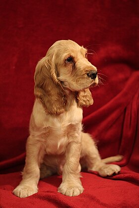 Image illustrative de l’article Cocker spaniel anglais