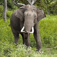 2005-bandipur-tusker.jpg