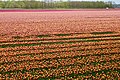 Tulpenveld nabij Hijken