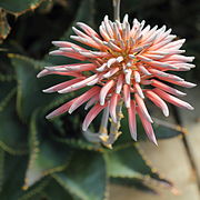 Aloe perfoliata-IMG 5557.jpg