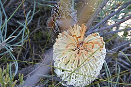 Banksia Grossa