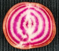 Inside of a variegated beet