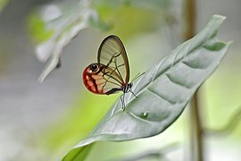 眼蝶亞科的紅暈綃眼蝶 Cithaerias pireta