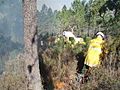 APFM en brûlage dirigé en Forêt Domaniale de l'Estérel en 2010.