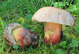 Le Bolet à beau pied (Caloboletus calopus), au chapeau blanchâtre, aux pores jaunes, au pied jaune et rouge orné d'un réseau et à la chair amère. modérement bleuissant.