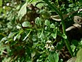 Cardamine oligosperma