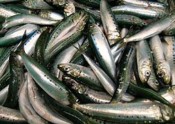 Catch of Pacific sardines