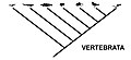 Kladogram virveldyr, med figurer i stedet for navn