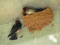 Cliff Swallows