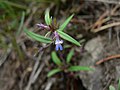 Collinsia parviflora