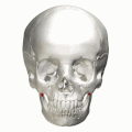 Posición de la apófisis coronoides mandibular en el cráneo (en color rojo).