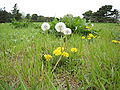 草原に咲くタンポポの花と綿毛。綿毛の茎は花よりも高く立ち上がる。