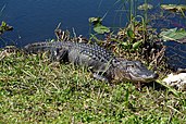 An alligator in the Florida Everglades, the largest wetland system in the United States.