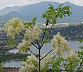 with flowers; Lombardy, Italy