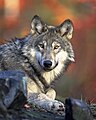 en:Highland_Wildlife_Park, en:List_of_mammals_of_Korea, en:List_of_apex_predators, ...