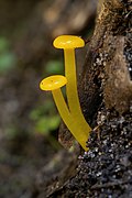 Gliophorus chromolimoneus - Ferndale Park