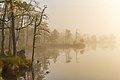 Morning fog on Kakerdaja bog