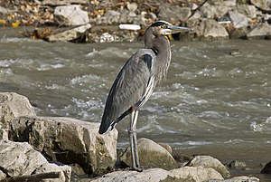 The Great Blue Heron