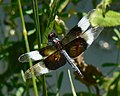 Widow Skimmer (Libellula luctuosa)