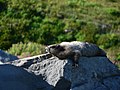 Marmota caligata