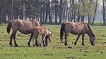 Wildpferde im Merfelder Bruch